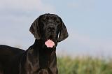 DOGUE ALLEMAND 324